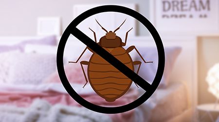 Bed bugs pest control