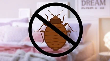 Bed bugs pest control