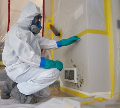 mold removal and remediatin services