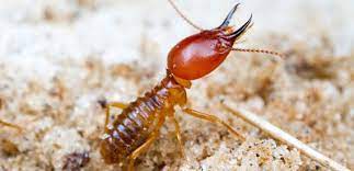 Termite pest control